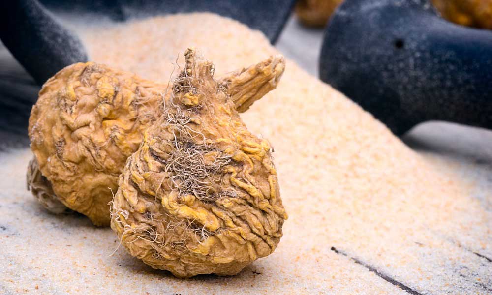 Flex health and wellness superfoods maca