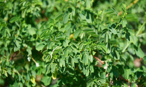 Flex health and wellness superfoods moringa