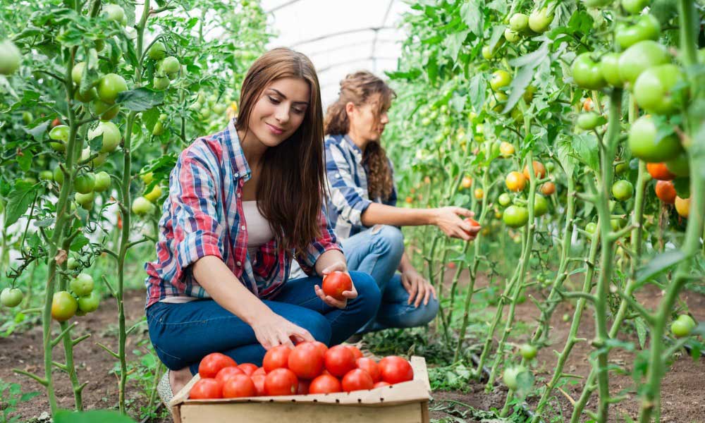 flex health and wellness products organic foods