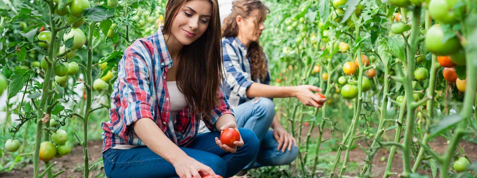 flex health and wellness products organic foods